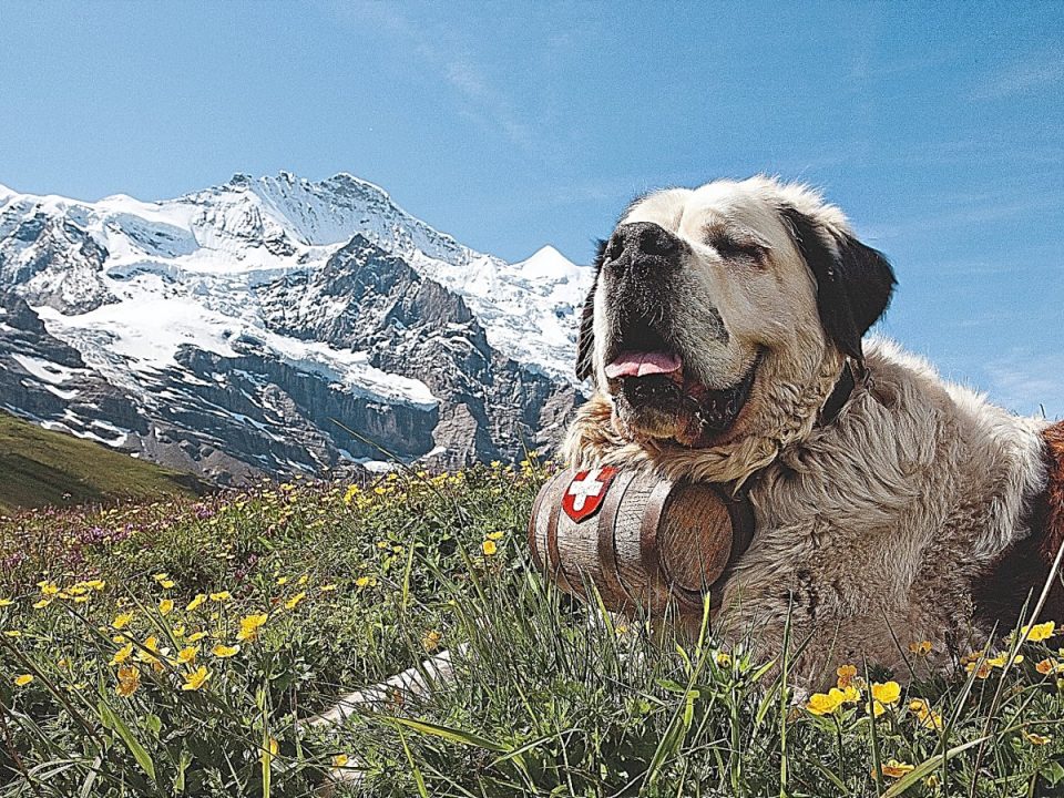 Berner Sennhund Bernhardiner Schweiz Bergnatur Ostschweiz Berner Oberland