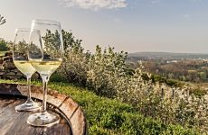 Wein Weine Weinviertel Österreich Retz